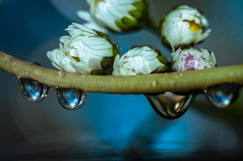 &nbsp; / Macro descriptivo del agua y los vegetales.