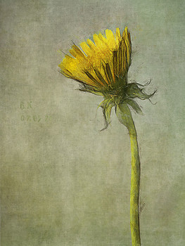 Родился - уже радость / одуванчик