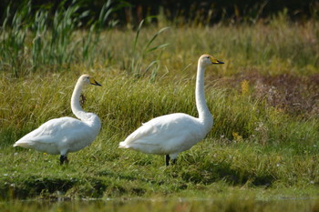 &nbsp; / Лебеди кликуны на лужайке.