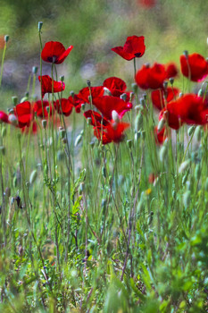 (Апрель-май)-пора цветения маков / о.Крит, Греция( Primotar135/3.5)