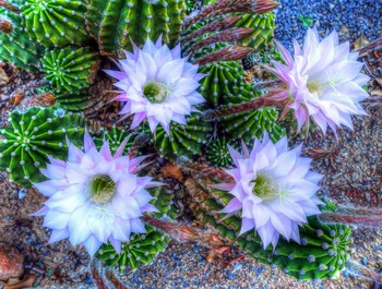 &nbsp; / La flor del cactus