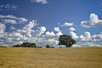 &nbsp; / Ein abgeerntetes Getreidefeld