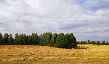 Золотистым полюшком уходило лето.... / ....над жнивьем унылым скорбно наклонившись
