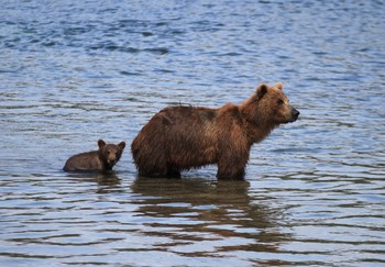 Мишкино детство / Камчатка, Курильское озеро, мама учит своего отпрыска охотиться на лосося