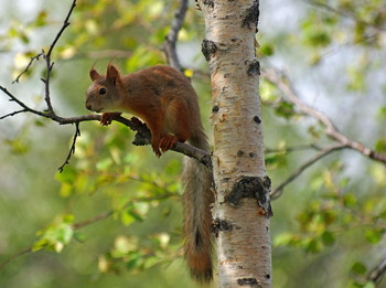 Ой, а вот и белочка... / Полярно-альпийский ботанический сад-институт, Кировск, Хибины. В ожидании экскурсии.