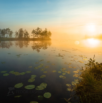Встречая рассвет / Туманное утро на озере с листьями кувшинок. 
Из фотопроекта «Магия Ленинградской области».