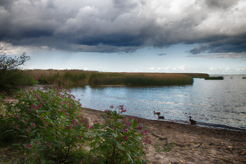 Перед дождем / Перед дождем стих ветер и природа замерла