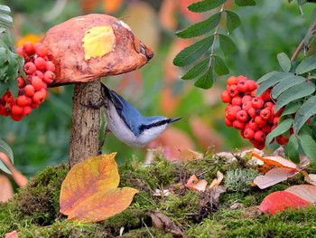 Тихая фотоохота / Птиц часто можно видеть у грибов или наоборот: часто можно встретить грибы, поклеванные птицами. Последних, скорее всего, привлекают не сами грибы, а личинки насекомых, которыми они и питаются, расклевывая плодовые тела грибов.