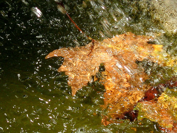 Запахло осенью слегка / осенние листья в воде фонтана