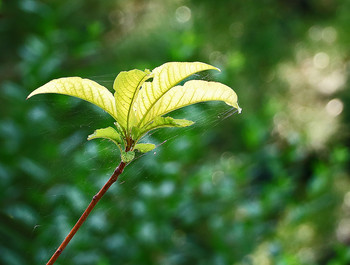 Запахло осенью слегка / ***