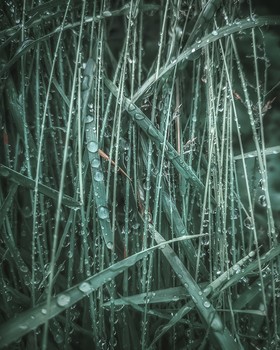 Утренняя свежесть / Мобильная фотография