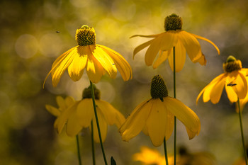 &nbsp; / Escondidas en la sombra.