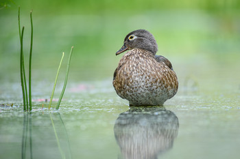 Wood duck (female) / ~Каролинская утка ~ Древесная утка~