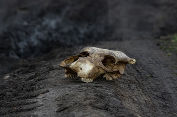 Дороги, которые мы выбираем / ...