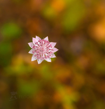 Осенняя звезда / Астра́нция наибольшая, или звездовка (лат. Astrantia maxima), — травянистое растение; вид семейства Зонтичные. 
Встречается в природе на горных лугах, пастбищах, полянах, в лесу, над ручьями. В садах ее выращивают с 16-го века. Время цветения (с мая по октябрь).
В горах Архыза.
Начало сентября, 2020 год. 
Фотопроект «Кавказ без границ».