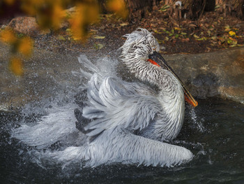 Рассыпая брызги / Кудрявый пеликан