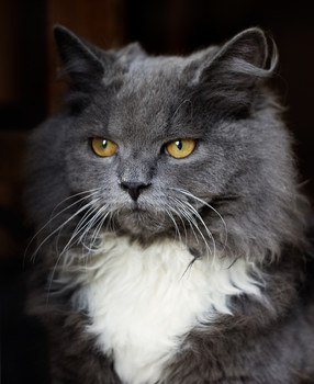 chevalier / линии и пятна