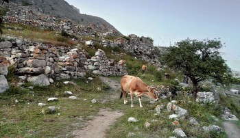 Коровы в древнем поселении, высоко в горах / Коровы в древнем поселении, высоко в горах