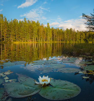 Кувшинка в озере / Водяная лилия Ленобласти. 
Из фотопроекта «Магия Ленинградской области».