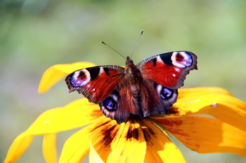 Бабочка-красавица / Солнечный день - цветут цветы,порхают мотыльки!