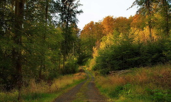 Краски осени . / Осеннее утро . Лесной пейзаж .