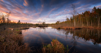 Вечер на болоте / Латвия, Олайне.