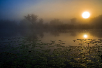 Озеро Студёное. Рассвет. / Летнее утро и густой туман над озером Студёное.