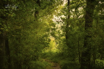 &nbsp; / Ein Wald im beginnenden Herbst