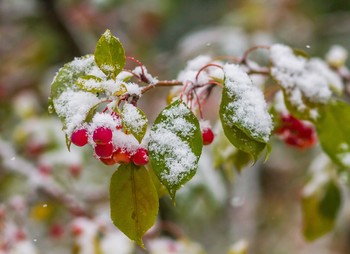 &nbsp; / Падал первый снег.