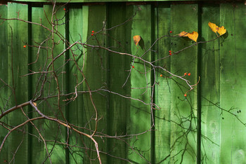 Картинка про листочки. / Забор, листья, осень.