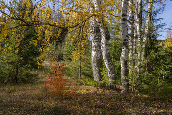 Осень в лесу / Прогулка по осеннему лесу