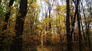 осень в кленовом лесу 2 / ...