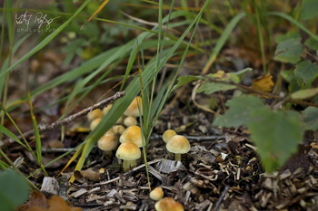  / Pilze im Wald