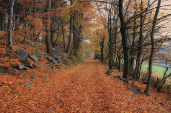 &nbsp; / Waldweg im Herbst
