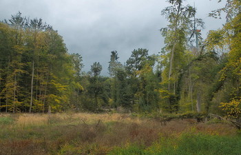 Осенняя погода / Перед дождем . Лесной пейзаж