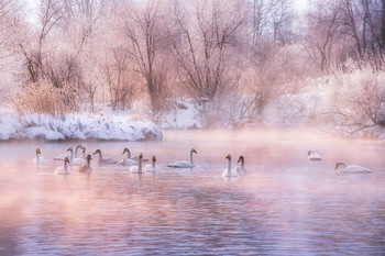 Краски морозного утра / Озеро Светлое, Алтайский край.