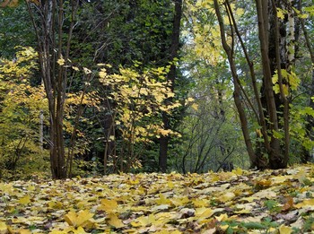 Осенняя соната / листопад
