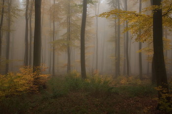 Осенняя соната / Осенний лесной пейзаж .