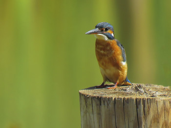 Обыкновенный зимородок (Common Kingfisher) / ...