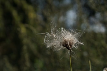 Но ветер подул - и тебя уже нет / Но ветер подул - и тебя уже нет