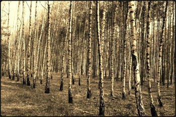 &nbsp; / birch trees in the forest - converted to sepia