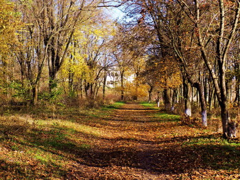 Осенняя дорога... / Деревья,дорога усыпана листвой