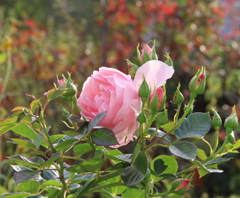 Последняя роза этой осенью. / Розы в моем саду.
