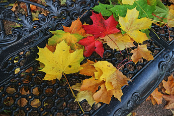 Много радости дает нам осень... / Осенняя скамейка в Кусково...