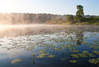 Доброе утро... / Суздальский район, река Нерль