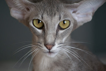 Гела / Ориентальная кошка с прекрасными огромными глазами, с тонким телом, грацией гепарда и с неворятным интеллектом!
