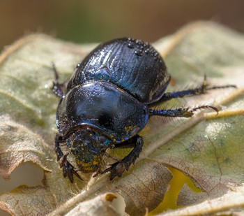 Грязнуля... / Навозник лесной (Anoplotrupes stercorosus Scr.)