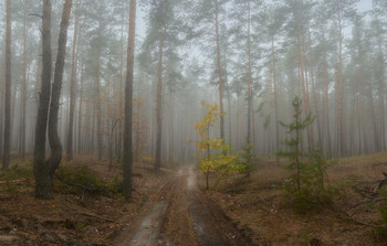 Утро в сосновом лесу / Осень 2020