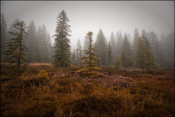  / Moor