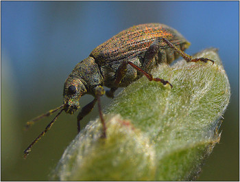 В начале Весны. / В мире насчитывается более 50 тыс. видов долгоносиков.